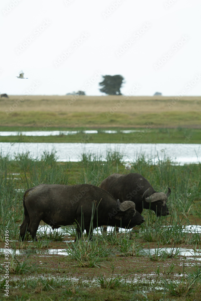 African buffaloes in swampy marshland in Kenya African buffaloes in swampy marshland in Kenya