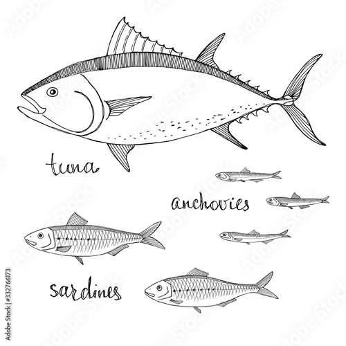 Tuna, anchovies, sardines.  Black line sketch collection of fish isolated on white background. Doodle hand drawn fish and seafood icons. Vector illustration