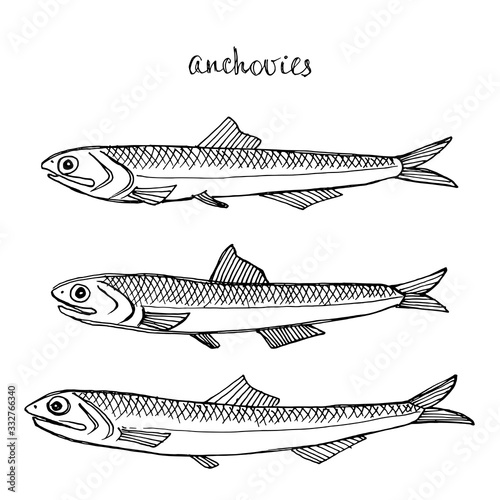 Anchovies. Seafood design elements. Seafood menu, poster, label etc. Hand drawn ink sketch illustration. Vector illustration