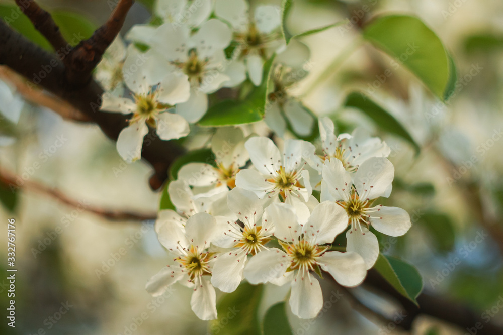 White flowers of a blossoming plum in the spring.