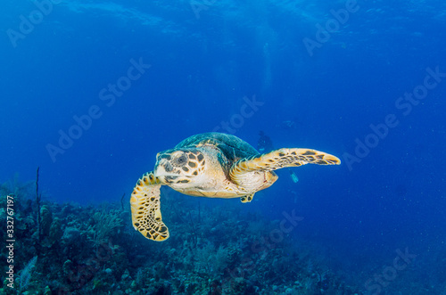 The underwater marine animals of Grand Cayman © Katie