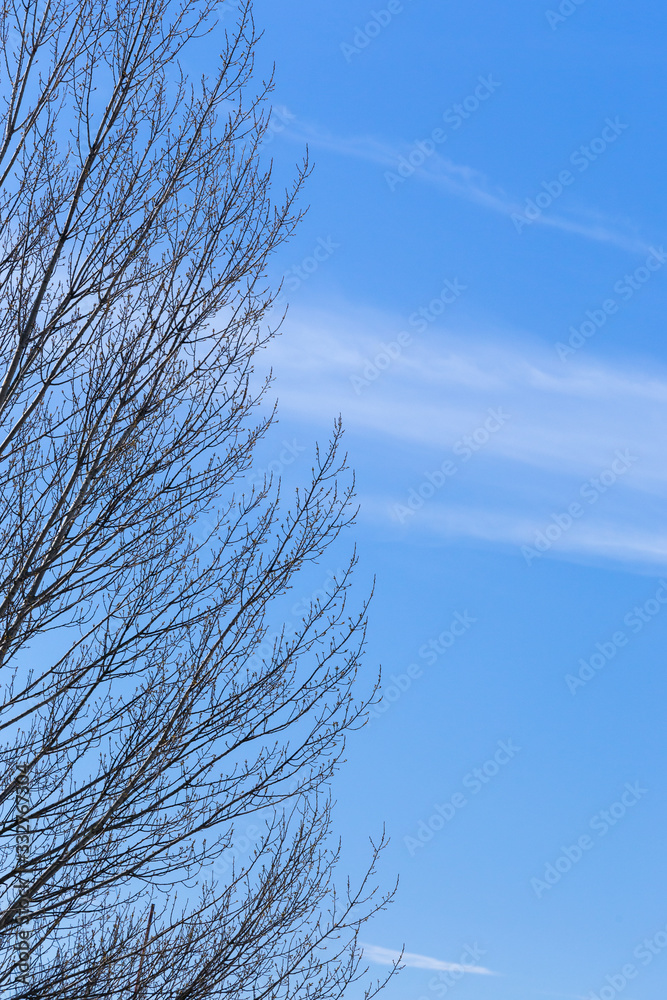 Bare tree branches with copy space for website design. Blue sky with tree branches on a sunny day in New Zagreb. Bare tree branches with copy space for website design. Blue sky with tree branches on a sunny day in New Zagreb.