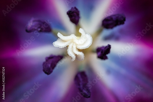 Purple macro close up of a black tulip stigma and stamen with visible pollen grains. Spring flower