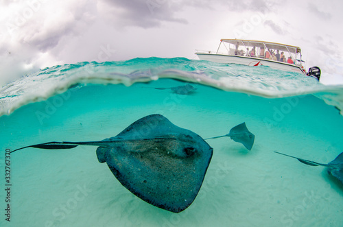 The underwater marine animals of Grand Cayman