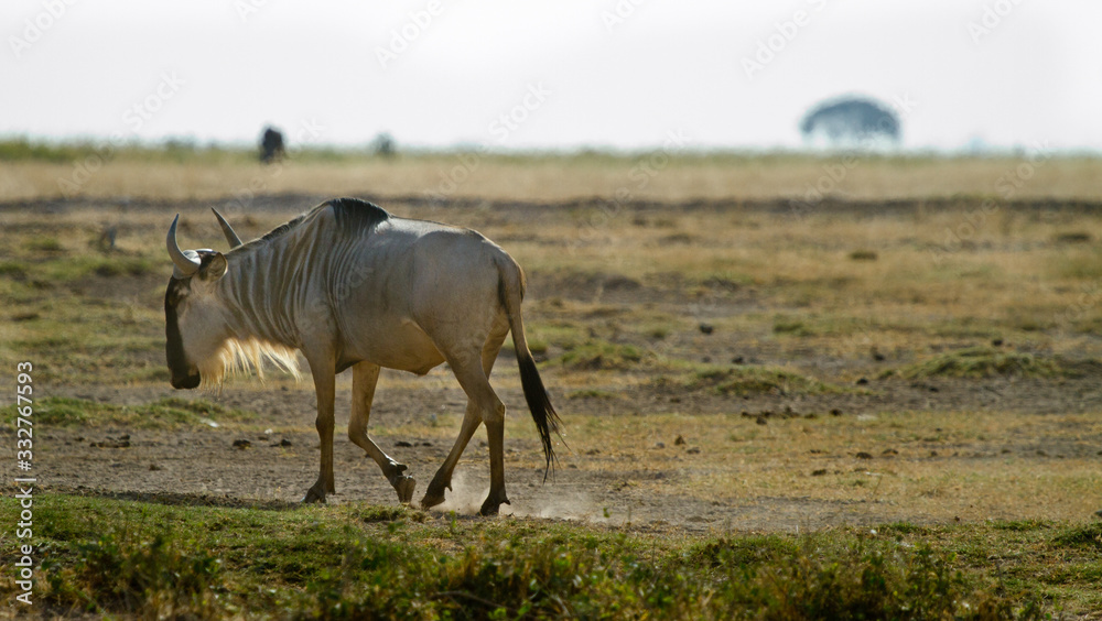 Wildebeest walking on dusty trail Wildebeest walking on dusty trail
