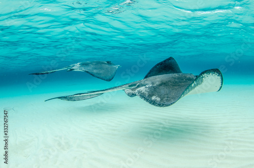 The underwater marine animals of Grand Cayman photo