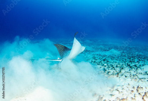 The underwater marine animals of Grand Cayman © Katie