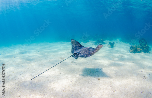 Fotografia The underwater marine animals of Grand Cayman