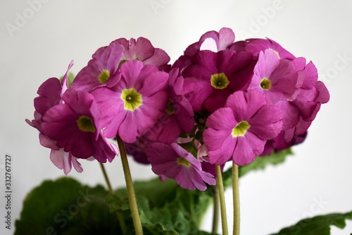 Beautiful pink flowers of Primula Twilly Touch Me Midi F1 Magenta. photo