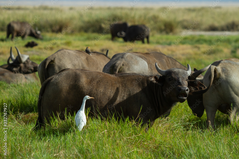 White bird hanging out with Cape Buffalo White bird hanging out with Cape Buffalo