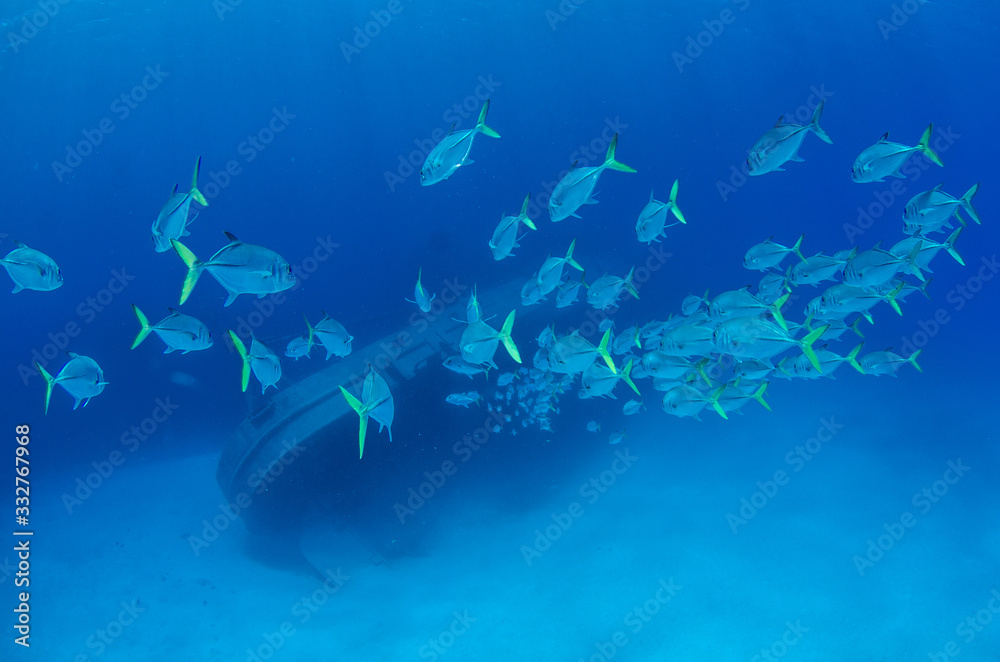 Fototapeta premium The underwater marine animals of Grand Cayman