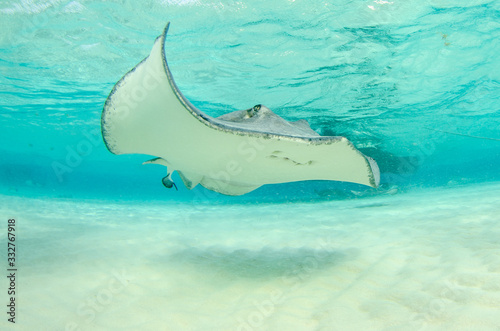 Photography The underwater marine animals of Grand Cayman
