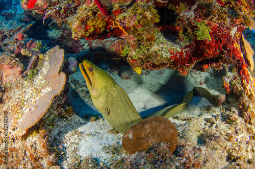 The underwater marine animals of Grand Cayman