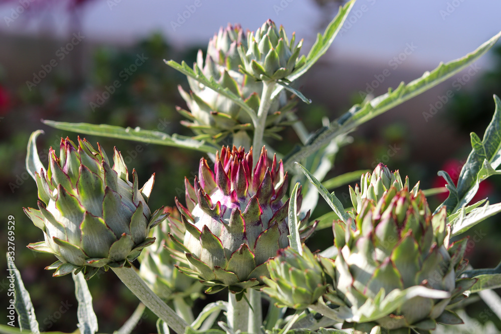 The beautiful artichoke flower, an exotic and medicinal plant. The beautiful artichoke flower, an exotic and medicinal plant.