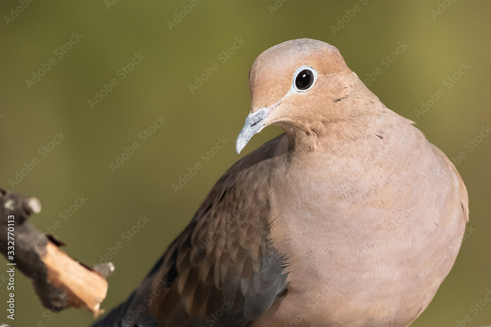 Close Look at a Mourning Dove While Perched on a Branch Close Look at a Mourning Dove While Perched on a Branch