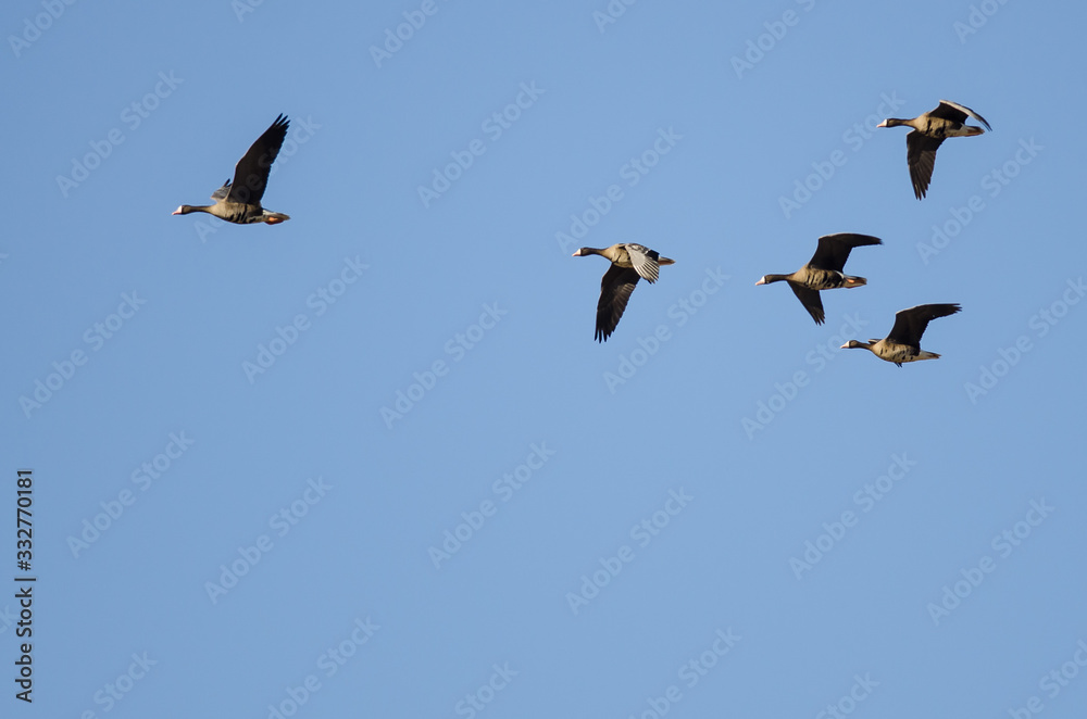Flock of Greater White-Fronted Geese Flying in a Blue Sky Flock of Greater White-Fronted Geese Flying in a Blue Sky
