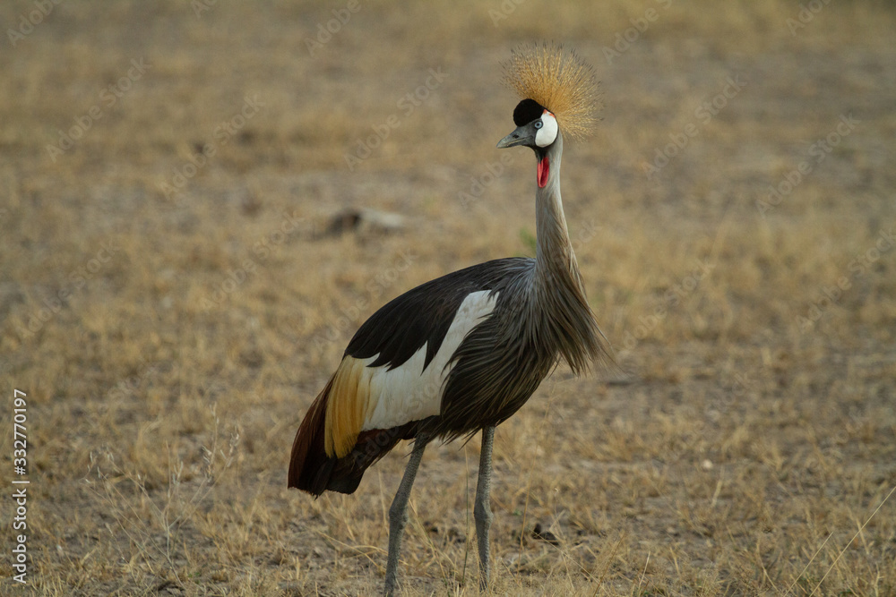 Grey Crested Crane feeds on the kenyan plains