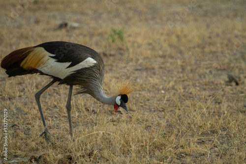 Grey Crested Crane feeds on the kenyan plains
