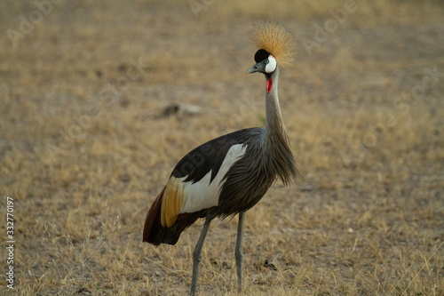 Grey Crested Crane feeds on the kenyan plains