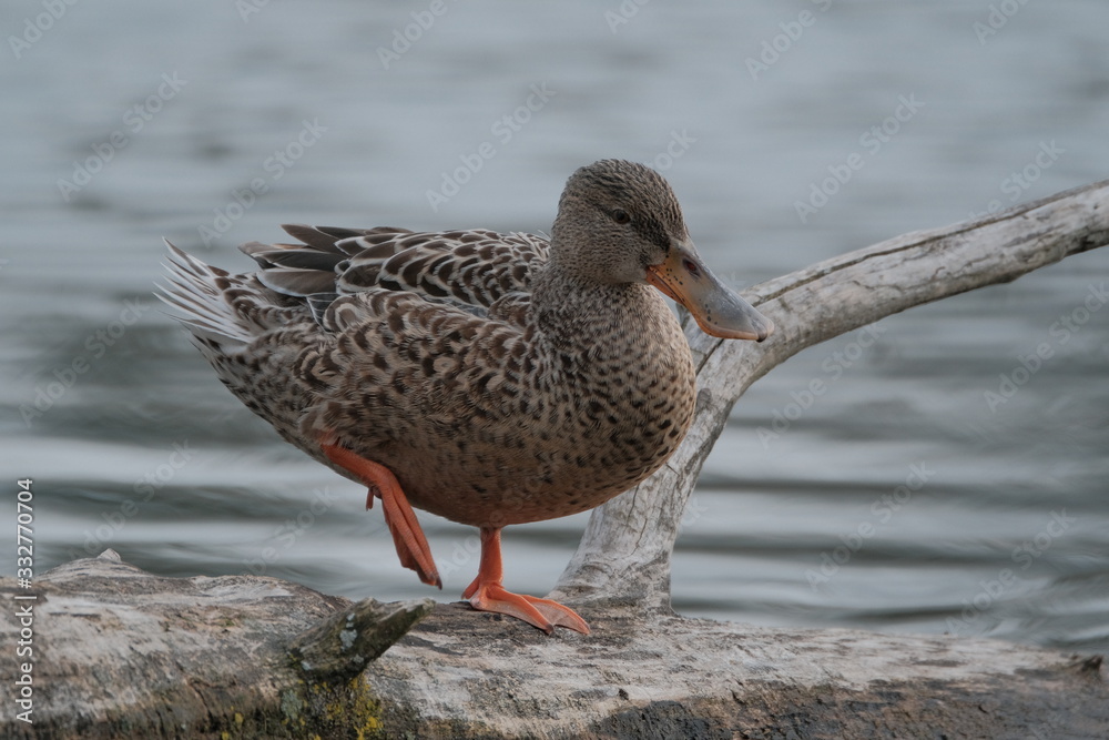 Ducks Ducks