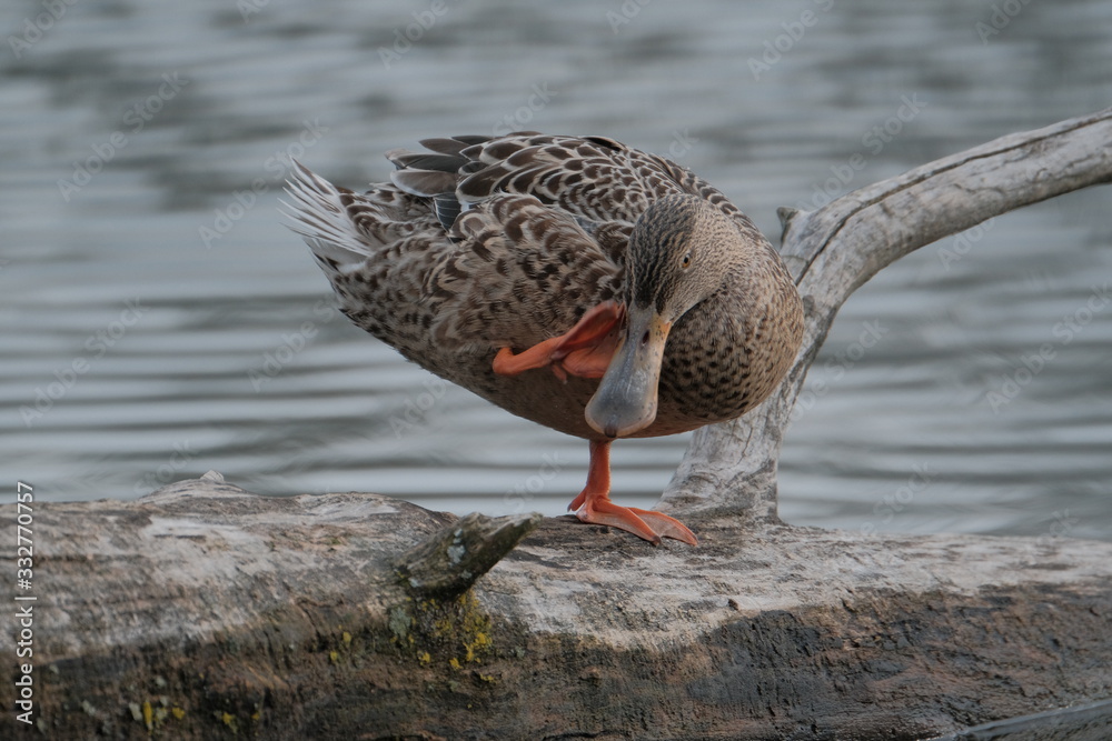 Ducks Ducks