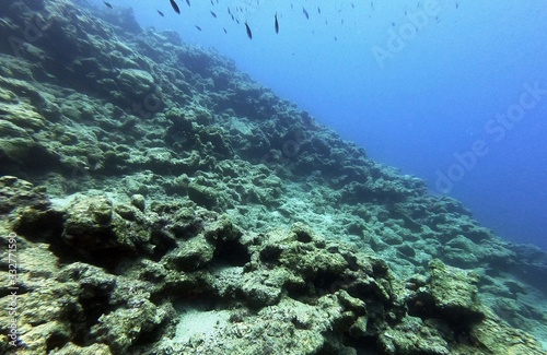 Fototapeta Naklejka Na Ścianę i Meble -  Underwater Scene Background, Diving