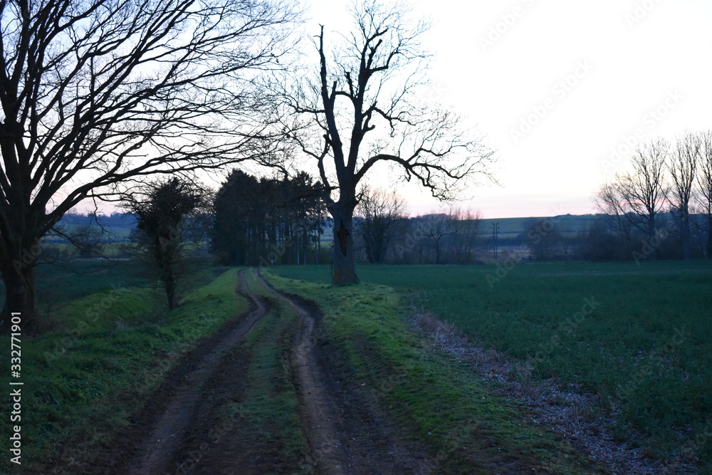 Tree field road