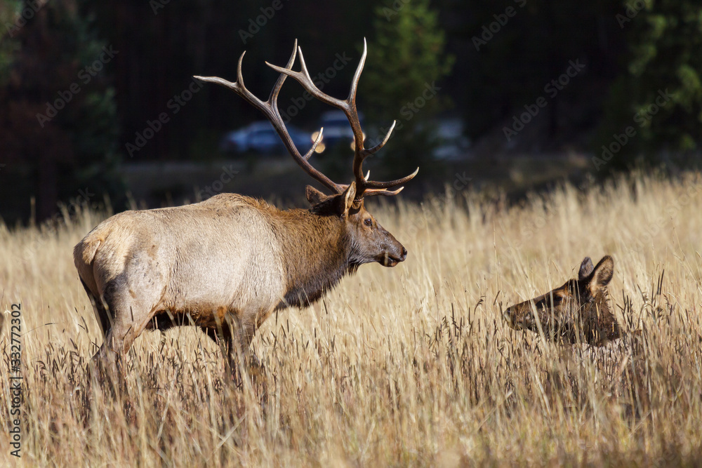 Elk of The Colorado Rocky Mountains Elk of The Colorado Rocky Mountains