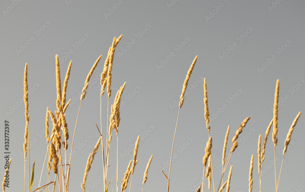 Golden blades of grass. Artistic photo Golden blades of grass. Artistic photo