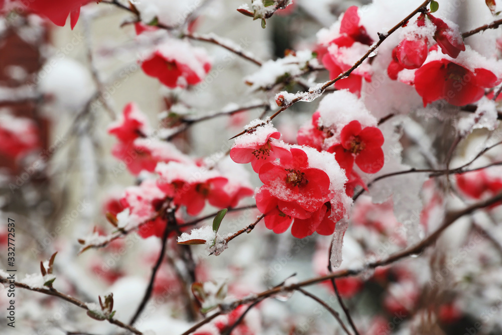 Early spring snowfall . Blooming trees covered with snow Early spring snowfall . Blooming trees covered with snow