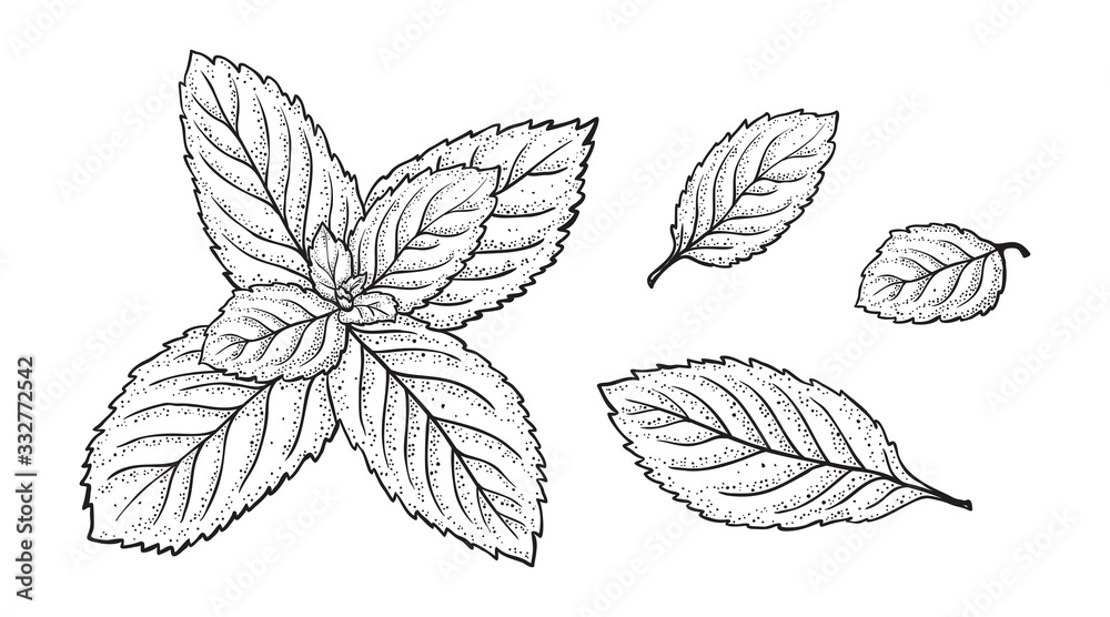 Mint Leaf Vector Set. Hand Drawn Fresh Peppermint leaves. Medicinal plants or Spicy Herbs Dot work illustration