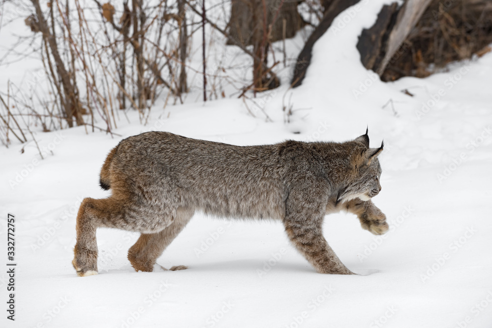 Obraz premium Canadian Lynx (Lynx canadensis) Stalks Right Through Snow Winter