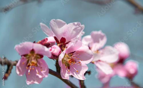 bright pink and white flowers on trees  blooming  spring landscape  beautiful background