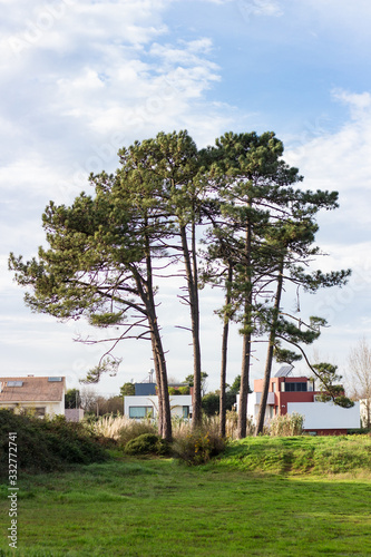 Large green grass pines on a sunny day near the beach in Miramar Portugal after covid-19