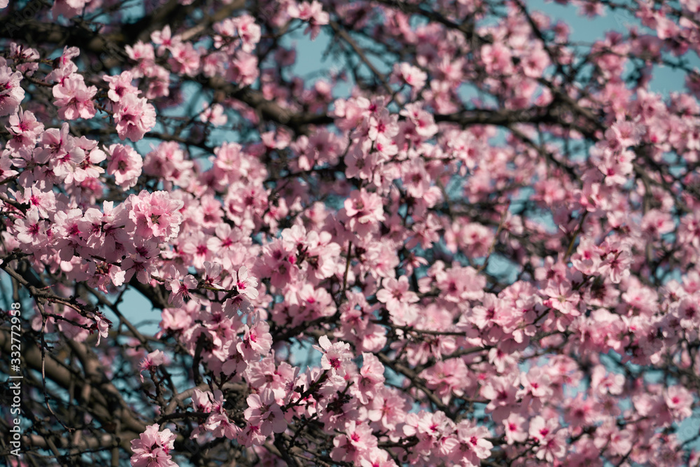 bright pink and white flowers on trees, blooming, spring landscape, beautiful background bright pink and white flowers on trees, blooming, spring landscape, beautiful background