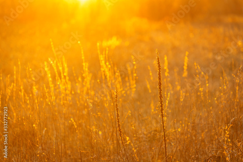 Abstract background with golden grass field in spring at sunset