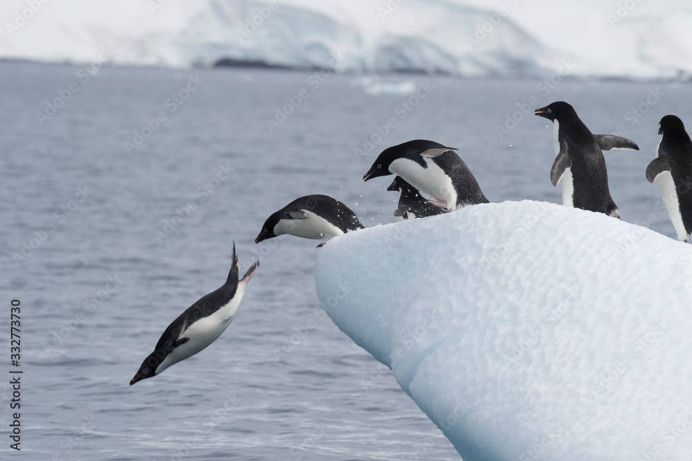 Fototapeta premium Adelie Penguin on the ice 