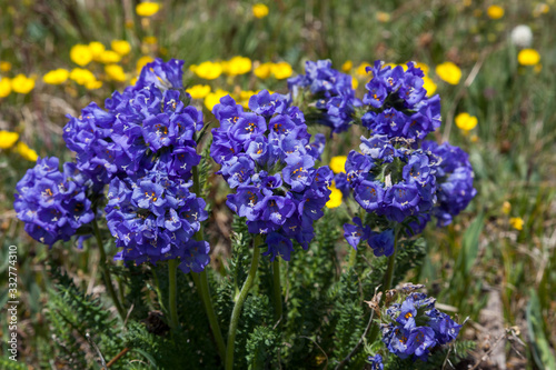 Blue Sticky Polemonium Flowers