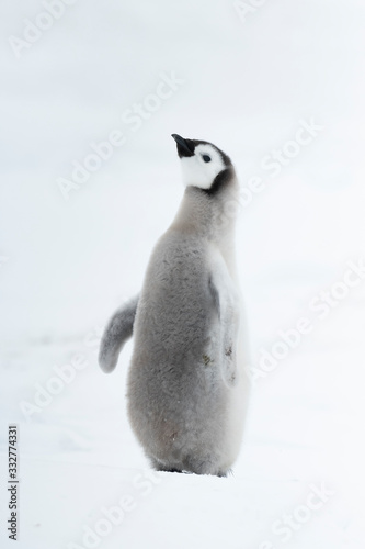 Emperor Penguin chick close up in Antarctica