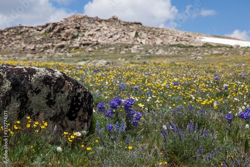 Montana Wildflower Landscape photo