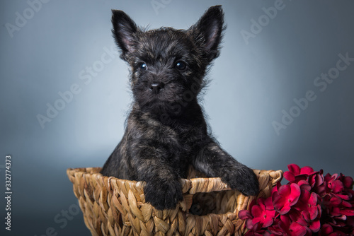 Leinwand Poster Cairn Terrier puppy dog with red hydrangea flowers