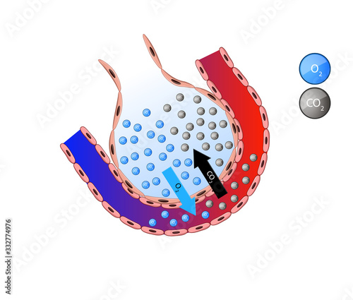 Alveolus in lung. gas exchange, Pulmonary alveolus. alveoli and capillaries in the lungs, Oxygen and carbon dioxide move in alveoli photo