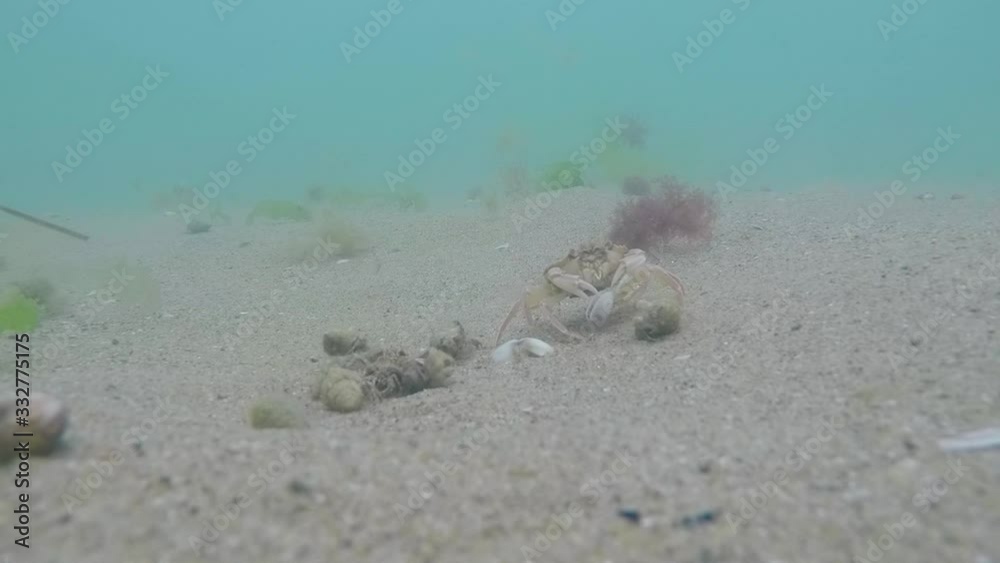 A sea crab in the Black Sea opened a shell A sea crab in the Black Sea opened a shell