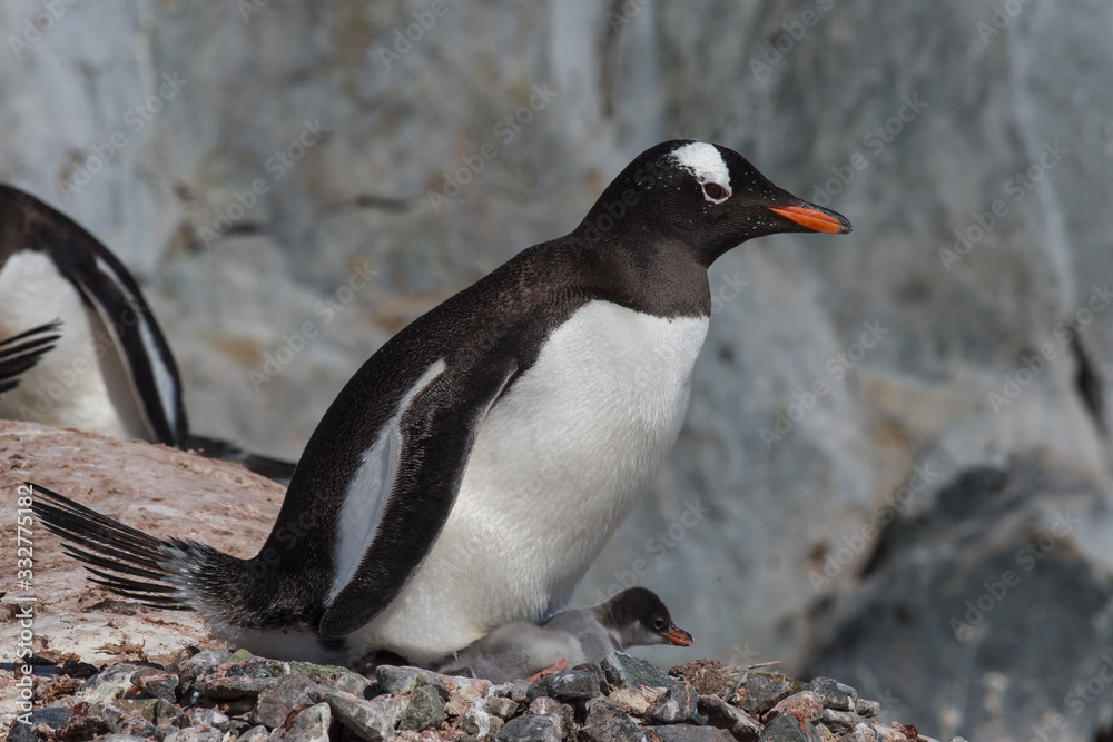 Naklejka premium Gentoo Penguin with chick
