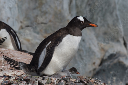 Gentoo Penguin with chick