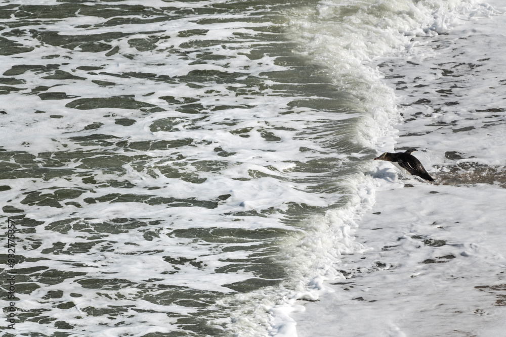 Obraz premium Yellow-eyed penguin jumping in the sea water at Bushy beach in New Zealand.
