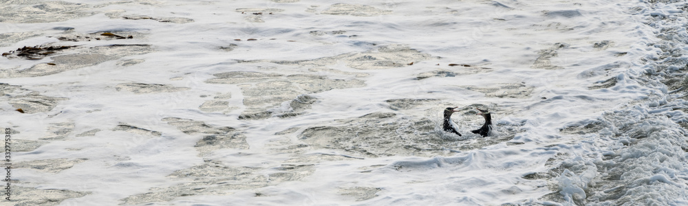 Yellow-eyed penguin couple in the water fluttering and squawking each other at Bushy beach in New Zealand. Yellow-eyed penguin couple in the water fluttering and squawking each other at Bushy beach in New Zealand.
