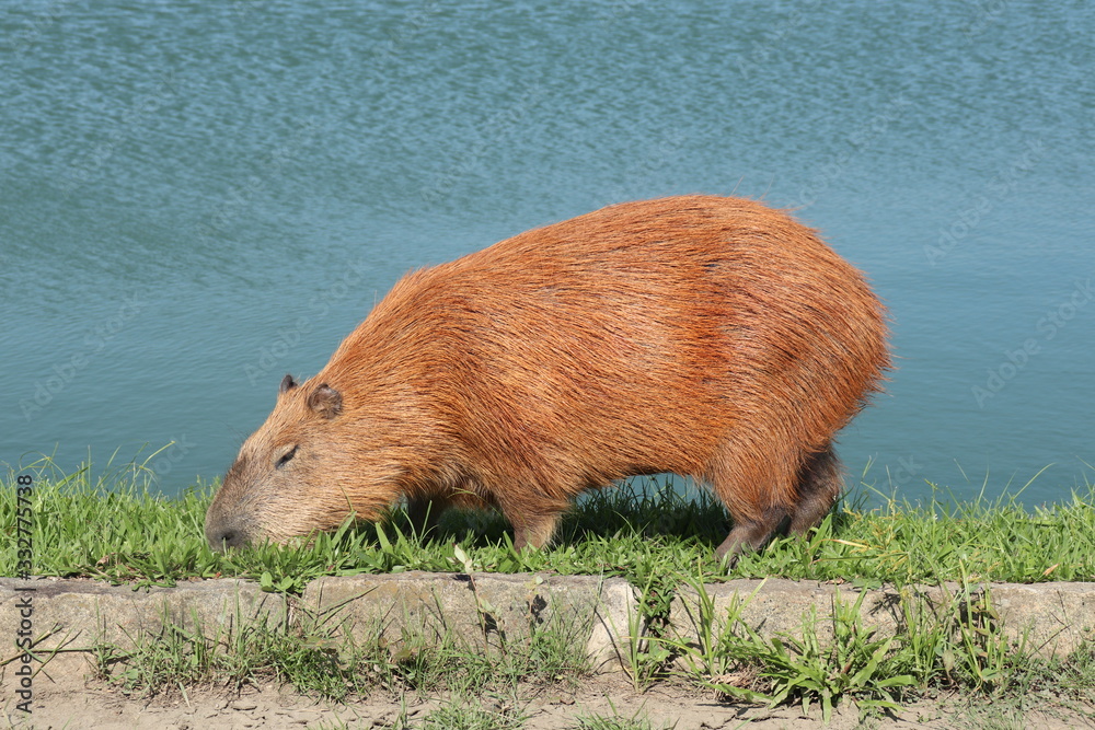 Capybara eats grass overlooking lagoon Capybara eats grass overlooking lagoon