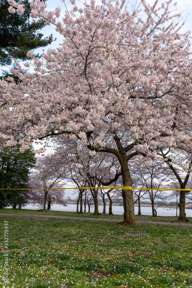 Fototapeta premium Cherry blossom at Tidal basin in Washington DC at sunrise with Police Line do not cross due to Corona Covid-19 virus