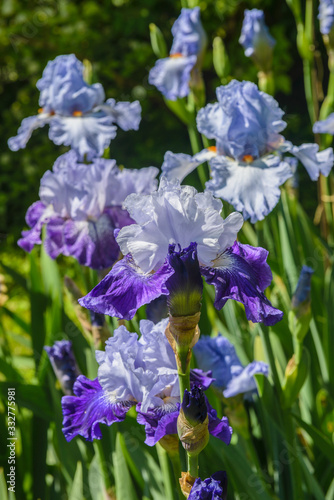 Blue irises in the garden  perennial garden. Gardening. Bearded iris Group of colorful irises in the Austrian Garden.